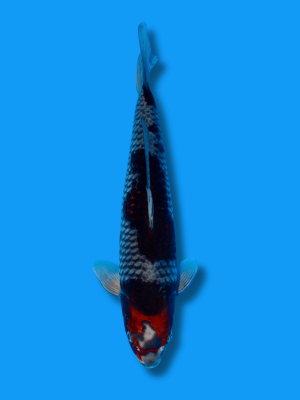 Kage Goshiki | Koi&Co.